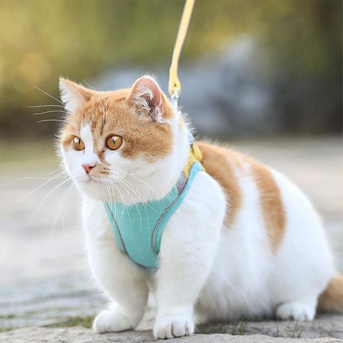 CatVest, lesă cu ham pentru pisică - Image 6