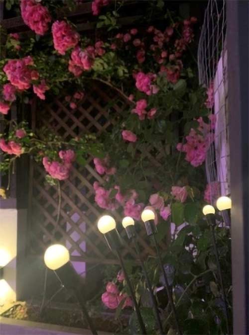 FireflyLights, lampă solară de grădină cu 6 lumini - Image 10