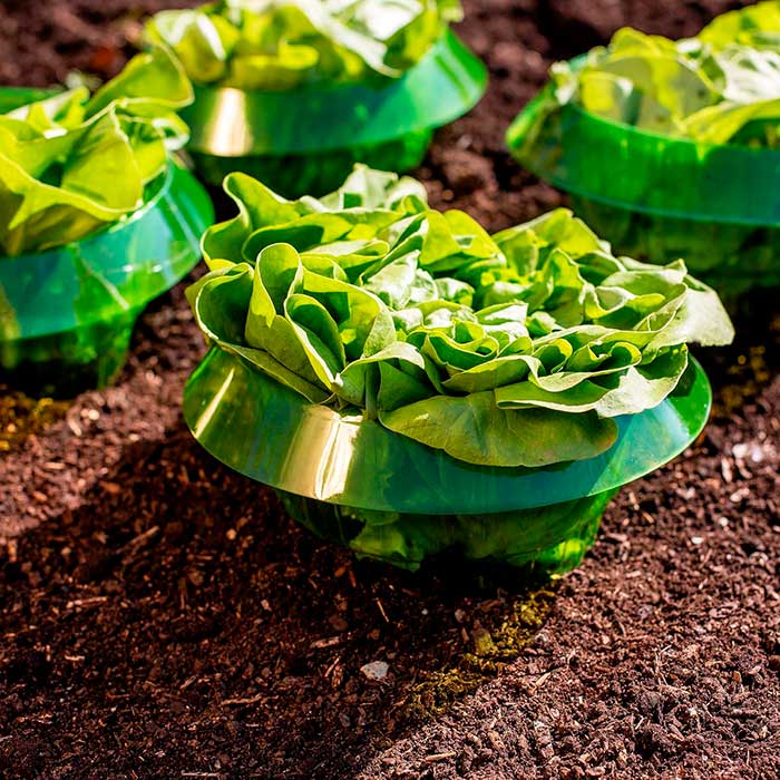 LettuceProtect, protecție pentru salată și alte culturi (10 bucăți) - Image 5