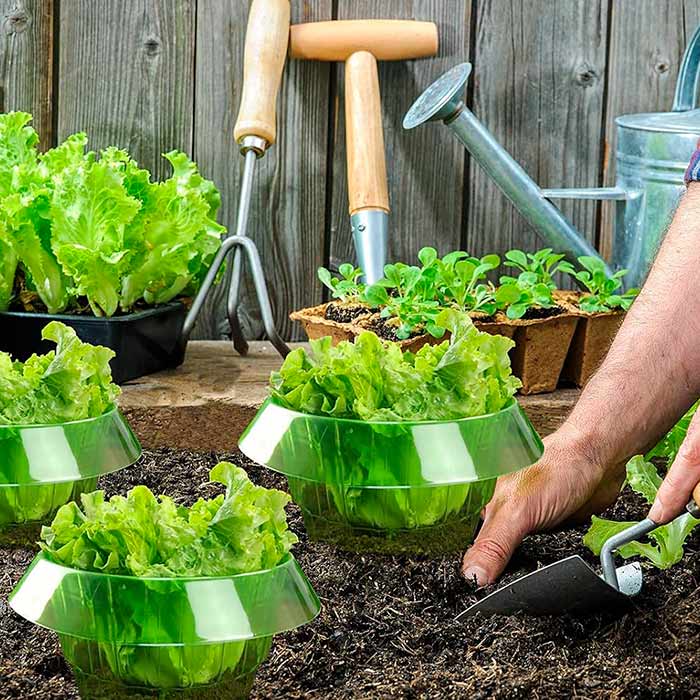 LettuceProtect, protecție pentru salată și alte culturi (10 bucăți) - Image 6