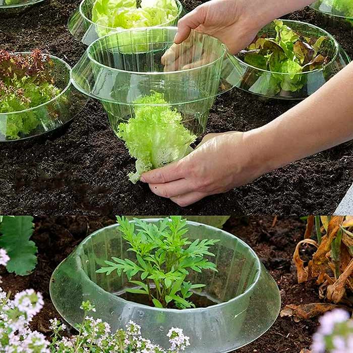 LettuceProtect, protecție pentru salată și alte culturi (10 bucăți) - Image 9