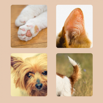 PAWTREAMER, PawPerfect Mini Tăietor pentru Pisici și Câini - Image 2