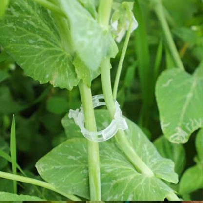 PLANTCLIP, GreenGrow Suport pentru Plante - 60 Clipsuri - Image 2