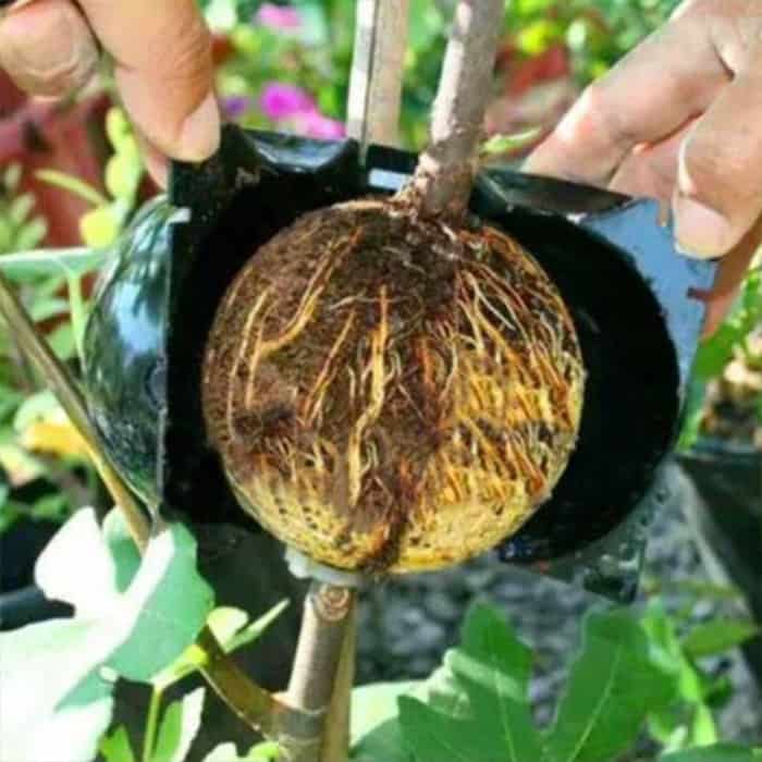 RootBall, dispozitive pentru germinarea cu succes a plantelor (2 bucăți) - Image 6
