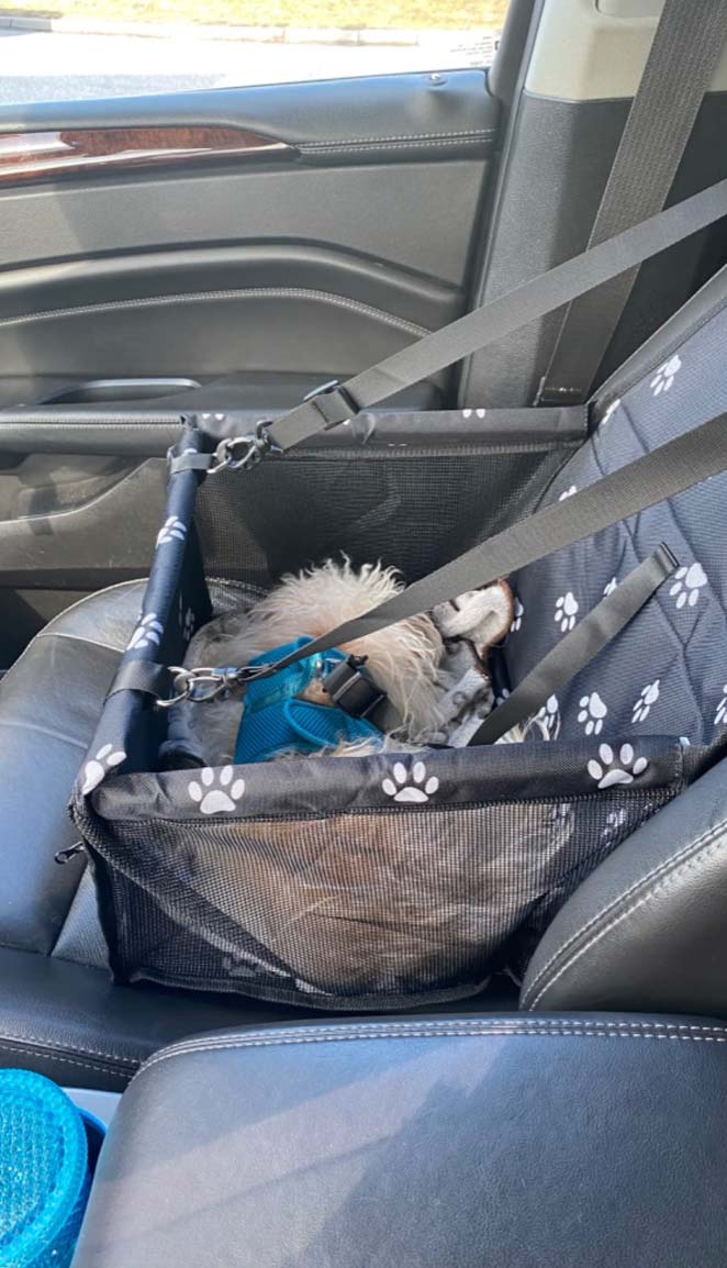 Seat4Dog, scaunul auto pentru animale de companie - Image 10