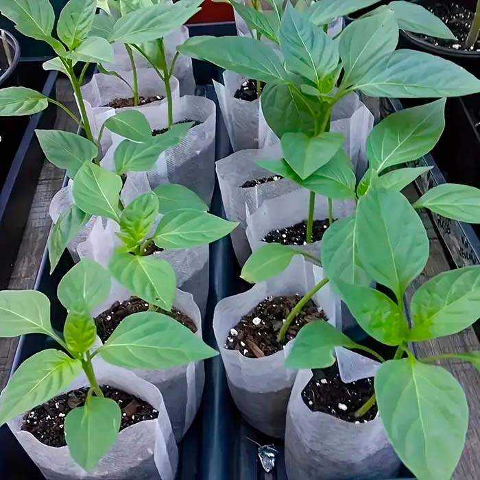 SeedBags, pungi biodegradabile pentru plantare și creșterea plantelor (100 buc) - Image 3