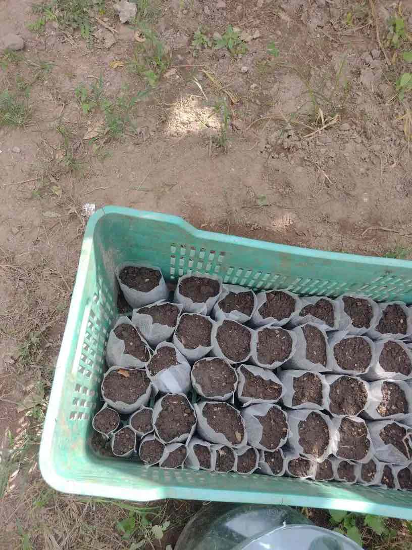SeedBags, pungi biodegradabile pentru plantare și creșterea plantelor (100 buc) - Image 10