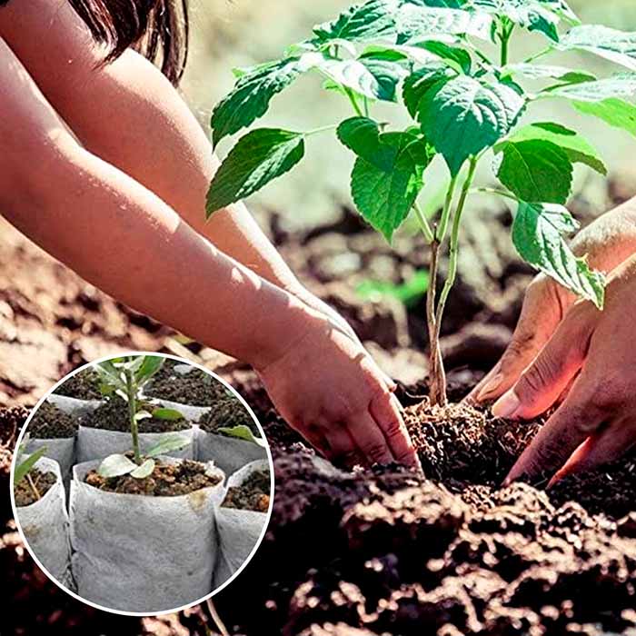 Pungile de plantare facilitează transplantarea!