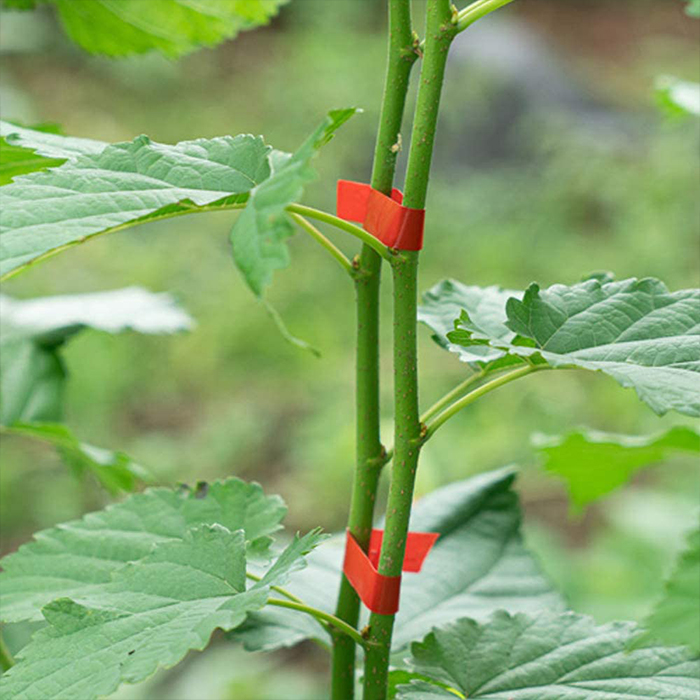 TapeTool, un instrument pentru legarea rapidă și eficientă a plantelor - Image 4