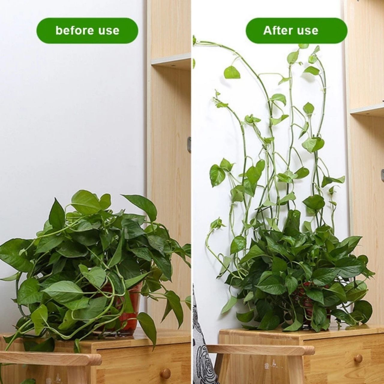 Designul suporturilor se integrează perfect în plante și oferă un suport robust, dar estetic pentru plantele cățărătoare.