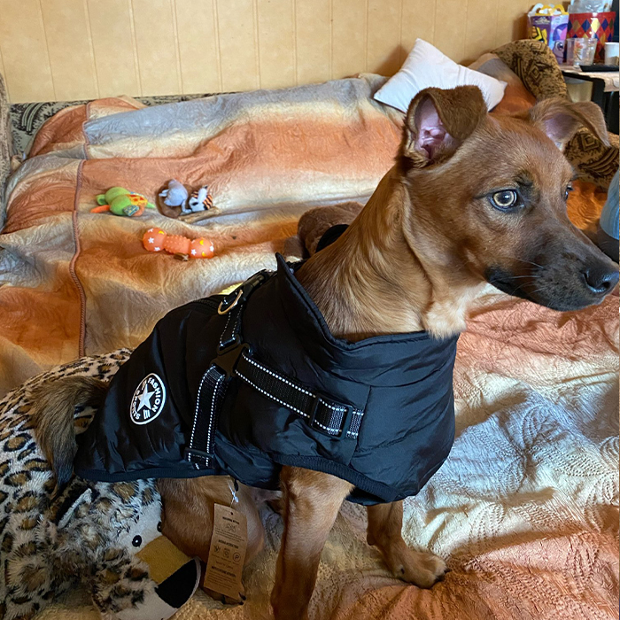 DogJacket, haină de iarnă reflectorizantă și impermeabilă pentru câini - Image 9
